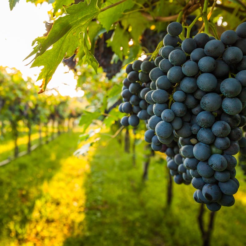 Italian Wine