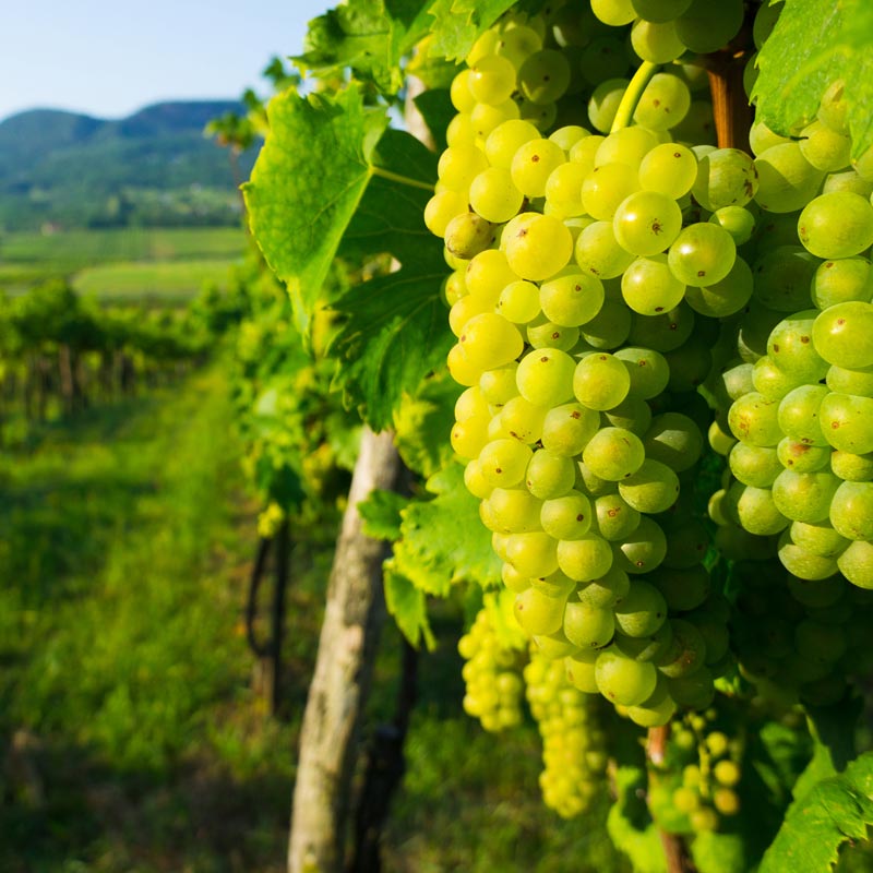 White Wine